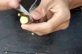 园丁小哥教你一种最简单的嫁接方法 两分钟就学会嫁接