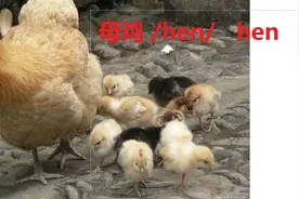 母鸡hen/hen/背单词要有规律地重复才行，看到母鸡就读一遍/hen/