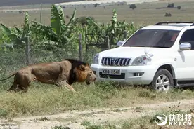 非洲雄狮流窜民宅撒野咬人 草原之王遭射杀图片
