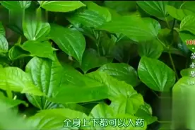 假蒌全身是宝，既是美食也是药