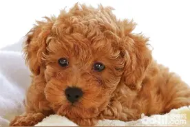 怎么帮贵宾犬剪血线图片