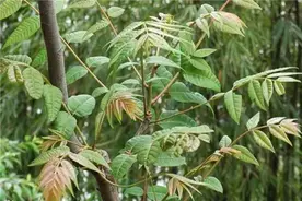 清明踏青京郊挖野菜，采一把春天的味道回家图片
