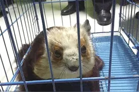 “野猫”清晨趴门前 竟是稀有动物飞狐图片