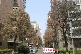 连云港数万株香樟遭冻害图片