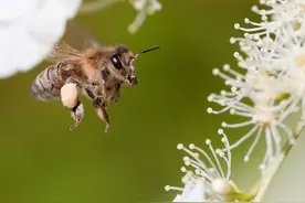 版纳植物园首解码蜜蜂语音报警图片