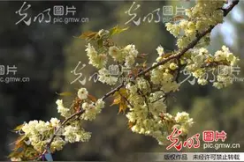 安徽合肥：中科大樱花盛开游人醉图片