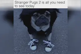 巴哥犬做了一个发型，感觉和黄渤特别的像，你觉得呢视频封面