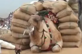 骆驼的力量到底有多大？背上坐5个人对它来说估计都是小儿科！