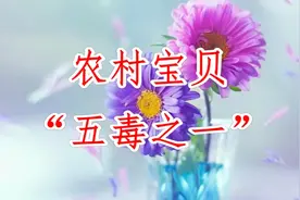 农村宝贝“五毒之一”，还有药用价值，农民致富的新道路！视频封面