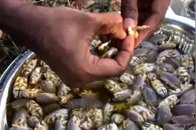 印度三叔炒鼹鼠蟹，洗的很干净，越来越习惯他们番茄洋葱炒万物了