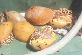 据说这螺能吃出美乐珠，已经敲了一上午，打算放弃！视频封面