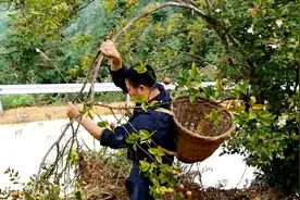 这里的农民都在忙收这种果子，每天收入几百块钱，真成农家摇钱树视频封面