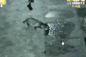 饭店闯入一丘之“貉” 竟是国家三级保护动物视频封面