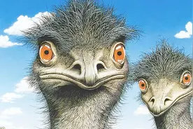 大学生毕业进深山养神秘大鸟鸸鹋创业致富，年销400多万元