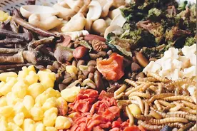 纯天然自制刺猬粮 迷你小刺猬面包虫营养饲料