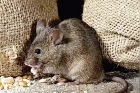 教你自制老鼠药，比买来的老鼠药效果强5倍，家中老鼠全部死光光视频封面