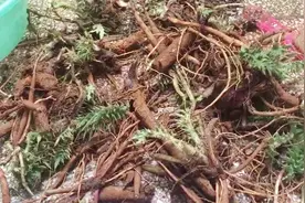 野生马刺根煲汤，味道极鲜，营养价值不是一般的高