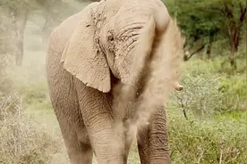 近距离观看非洲象泥浴：你知道大象一生要换多少副牙齿吗？