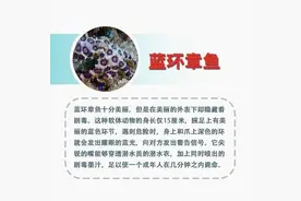 危险！剧毒蓝环章鱼被当宠物公开售卖图片
