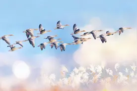 湖南省有个市被称为“雁城”，你知道是哪座城市吗？