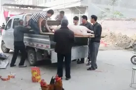 安徽亳州利辛农村结婚习俗：送大肥猪和羊去接新娘咯！视频封面