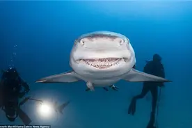 美男子拍摄鲨鱼露齿大笑瞬间图片