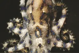 剧毒蓝环章鱼当宠物卖图片