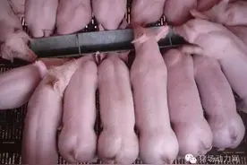 行情1000元仔猪抓回家，他说要9.5元才能保本？你怎么看图片