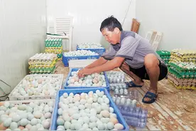 八大儋州地理标志商标：儋州绿壳鸡蛋您吃过吗？图片