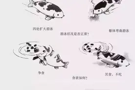 养锦鲤，日常工作不懈怠！图片