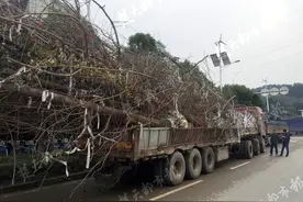 货车卡桥洞下被拖走，约10公里路程要收近5000元拖车费图片
