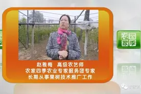 壮壮帮忙：桃树死树咋回事图片