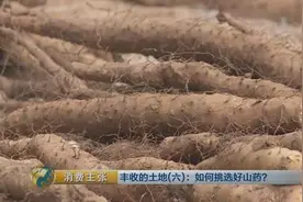 与普通山药价差近一倍 批发价都得9元！这种铁棍山药贵在哪？图片