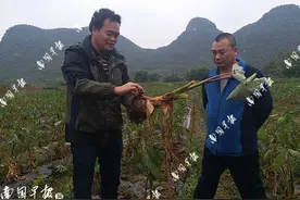 荔浦芋又出新品种！更粉更糯的“桂芋2号”来啦图片
