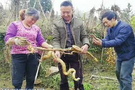 龙安镇石人村规模种植野生山药获丰收图片