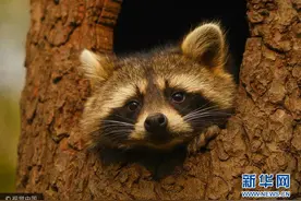 好一只“干脆面” 围观德国小浣熊日常图片