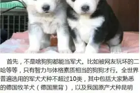 从可爱呆萌到钢铁战士的蜕变，军犬是怎样炼成的？图片