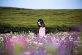 秋日那么美，金华这几个绝美花海，再不去你会后悔的！图片