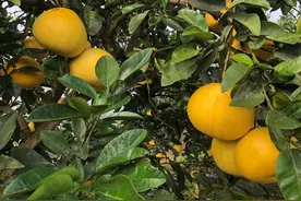 入冬后还在吃柚子的，马上看，别说我没告诉你！图片