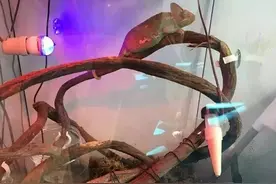 作为全世界最神秘的动物之一，它用1％的颜值征服了99％爬友的心！图片