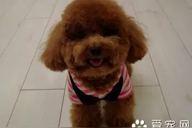 泰迪狗怀孕多少天生 一般母狗的预产期是63天图片