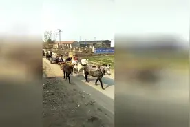 这里的农村还有这么多养马的，马拉着车排成队，这是都去干什么视频封面