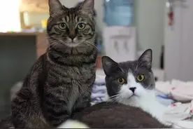 野草携助手出席动画学术峰会现场实录图片