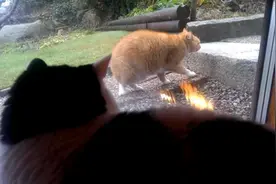 肥橘猫树懒附身花了20秒才爬一个台阶，整个过程也太古怪了吧！图片