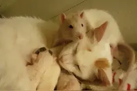 猫妈妈临盘旁边却有一只老鼠不肯离开，原因你肯定会觉得不可思议图片