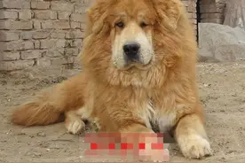 最原始的藏獒：河曲藏獒，可能是世界最耐寒的猛犬图片