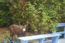 “富人住树林，中产住草坪”，实拍美国城市的住宅，看中美差别！图片