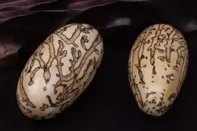 我是如何盘玩千眼菩提的！图片