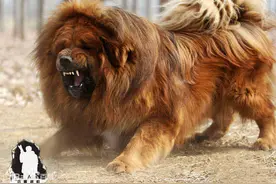 大狮子头和大虎头藏獒，身价竟差了百万图片