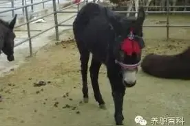 适合农村致富好项目科学应用管理 驴肉养殖成本低图片